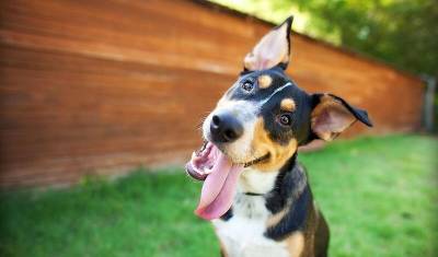 Ученые выяснили, зачем собаки свешивают головы набок
