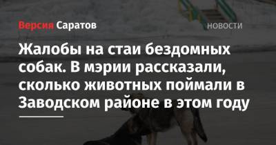 Жалобы на стаи бездомных собак. В мэрии рассказали, сколько животных поймали в Заводском районе в этом году - nversia.ru - район Заводский