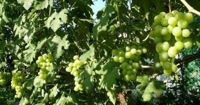Гибриды сорта винограда Талисман. Описание
