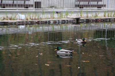 Озеро в воронежском Центральном парке защитили от загрязнения