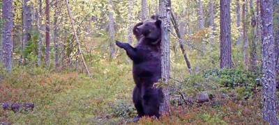 Медведь-танцор живет в заповеднике на севере Карелии (ВИДЕО)