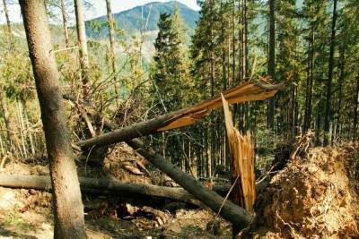 Ветер испортил 193 га новгородского леса с начала года