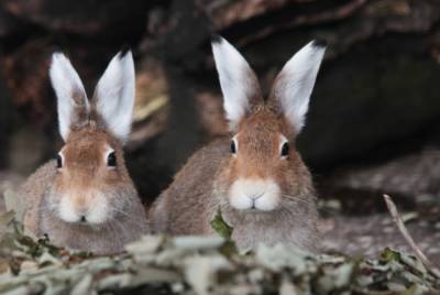 В Ленинградском зоопарке зайцы-беляки продемонстрировали разнообразие окраски