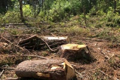 Во Владимирском регионе за вырубку леса дают условный срок