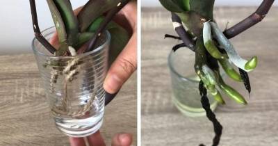 Спасение орхидеи с гниющими корнями или почти без корней. Нужен только джут, вода и немного времени