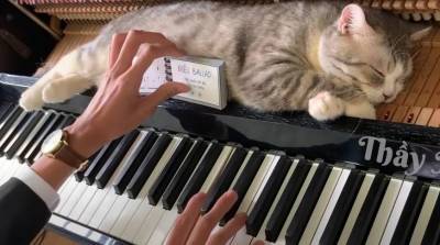 "Вот это нервы": кот-меломан покорил YouTube (Видео)