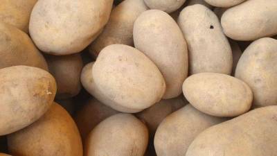 Как правильно хранить картошку, чтобы не появились «глазки», если нет погреба