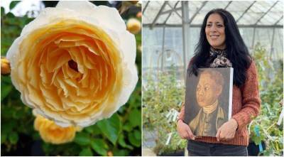 В Британии выпущена первая роза в честь темнокожего садовника
