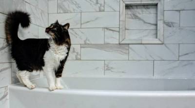 Зачем кошки стремятся зайти в ванную, если очень боятся воды