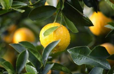 Чем подкормить лимон в домашних условиях, чтобы быстро рос