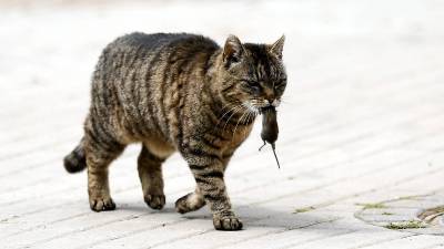 Как домашний кот может стать причиной смерти хозяина