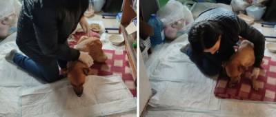 В Бахмуте волонтеры пытаются спасти собаку, получившую огнестрельное ранение