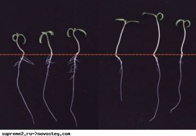 Почему корни растений перестают расти в тени: новое исследование