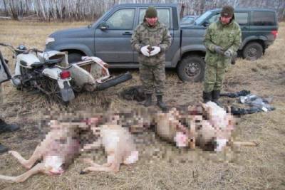 Браконьеры под Новосибирском убили косуль на 1,3 млн рублей