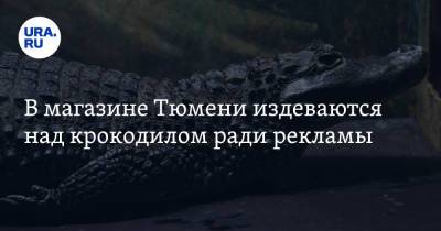 В магазине Тюмени издеваются над крокодилом ради рекламы. «Все под контролем»
