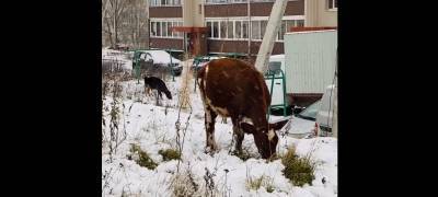 Телята пасутся в снегу на севере Карелии (ВИДЕО)