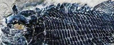 В Китае обнаружили окаменелости рыбы возрастом 244 млн лет