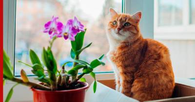 Красивые, но токсичные: какие комнатные растения опасны для кошек