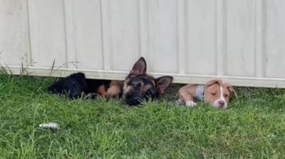 Милота дня! Маленькие щенки обожают подсматривать за соседями (Видео)