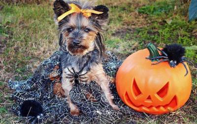 Хэллоуин и ваша собака: помним о безопасности питомцев