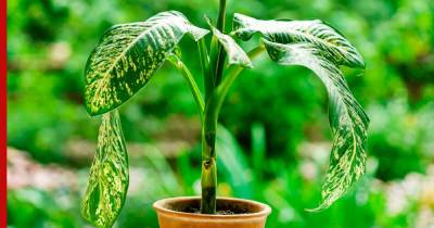 Ядовитые растения: какие комнатные цветы могут вызвать аллергию или ожог