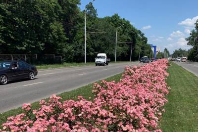Полосы главной магистрали Ставрополя вместо ограждения разделят розы