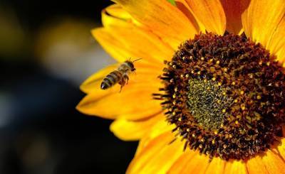 Al Jazeera (Катар): египетские ученые используют пчелиный яд при лечении рака печени