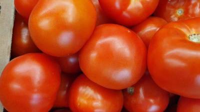 Почему помидоры внутри белые и жесткие, и созревают наполовину: советы огородникам