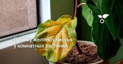 Почему желтеют листья у комнатных растений - skuke.net