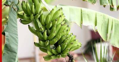 Родом из тропиков: можно ли вырастить банан в комнатных условиях