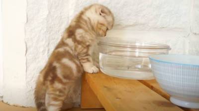 "Самое милое видео на свете!": котята, впервые пробующие воду, покорили интернет