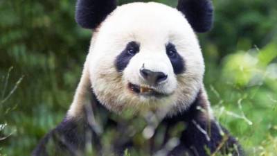 В Китае увеличилась популяция гигантских панд