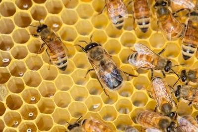 Al Jazeera: Пчелиный яд является "подходящим кандидатом" для лечения рака печени