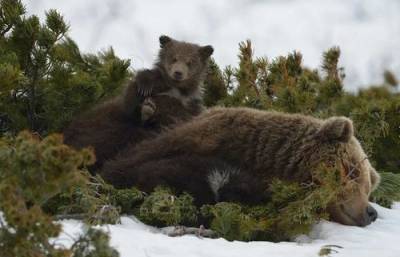 На Камчатке будут взвешивать диких медведей до и после спячки