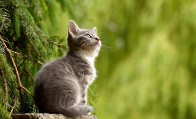 Ученые рассказали, что характер хозяев влияет на самочувствие кошек