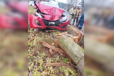 Гонщица на красной иномарке повалила дерево в Парголово