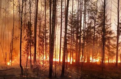 Кузбасс всерьёз занялся проблемой лесных пожаров и вырубки