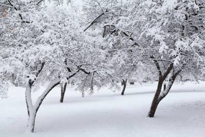 Метеорологи предсказали аномально снежную зиму в России