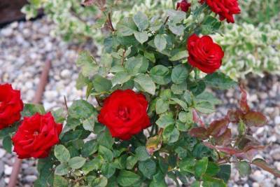 Как избавиться от тли на розах: во что делают садоводы