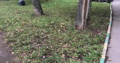 Россияне пожаловались на ранний сбор осенней листвы