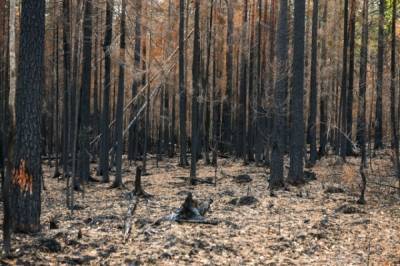 В России продолжают действовать пять природных пожаров