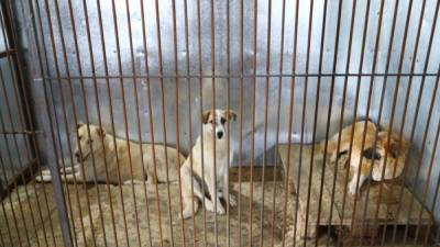 В подмосковном приюте для животных погибли 16 собак