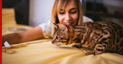 Кошки для одиноких людей: общительные и ласковые породы, которые эмоционально поддержат