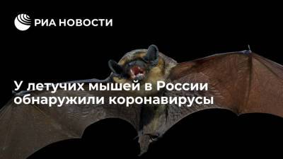 Эксперт Роспотребнадзора Сперанская: в России у летучих мышей обнаружили коронавирусы