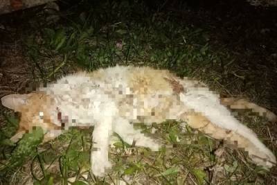 В Сасове Рязанской области бездомные собаки загрызли кошку