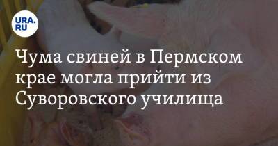 Чума свиней в Пермском крае могла прийти из Суворовского училища