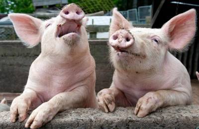 Рынок свинины: движение цен при отстутствии излишков