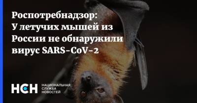 Роспотребнадзор: У летучих мышей из России не обнаружили вирус SARS-CoV-2