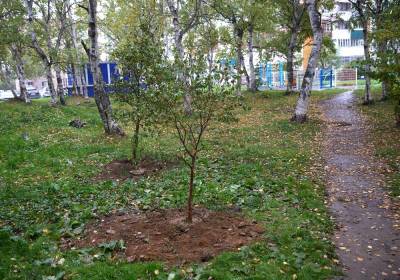 Осенью в Южно-Сахалинске планируют высадить 1000 деревьев