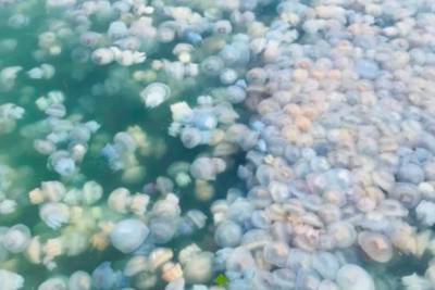 Одесский порт "оккупировали" медузы
